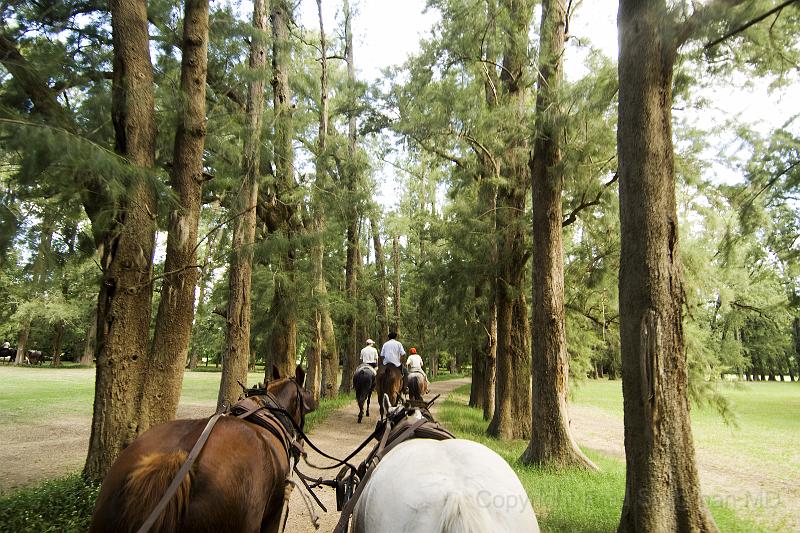 20071202_161746  D2X 4000x2667.jpg - On the pampas.  We had a wonderful ride in a horse drawn coach